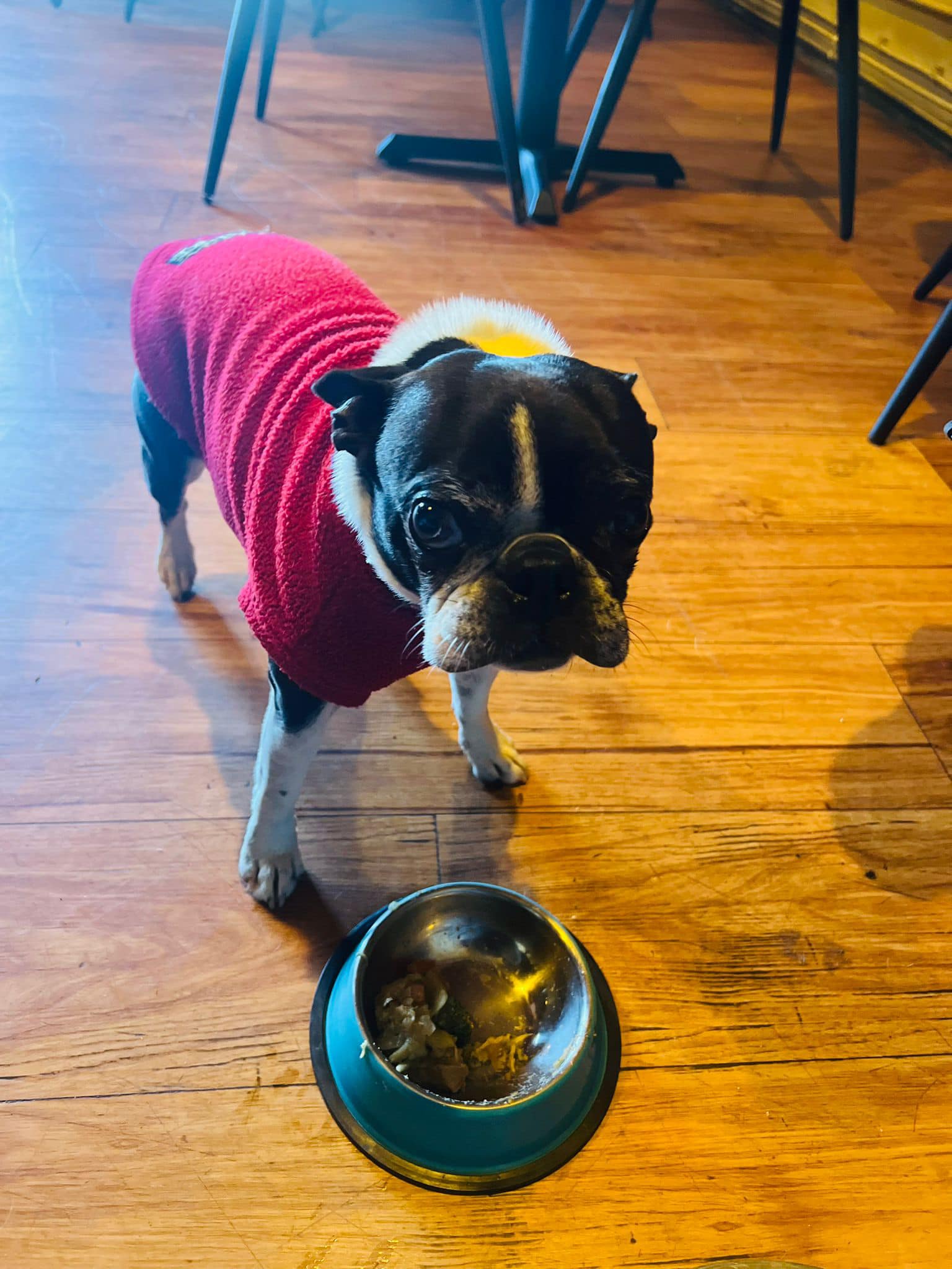 Dog Friendly